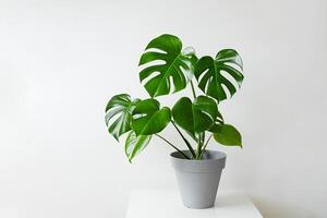 Monstera Pflanze im ein grau Topf foto