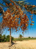 gelbe Datteln Frucht der Palme foto