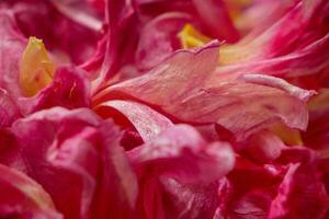 ein schließen oben von ein Bündel von Rosa Blumen foto