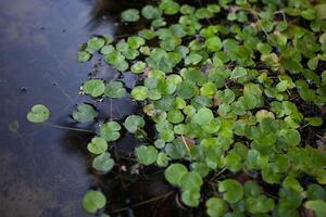 ein Teich mit Grün Pflanzen im es foto