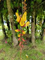 Thunbergia Mysorensis oder mysore Trompete oder Damen- Slipper Ranke sind blühen foto