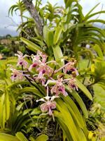 Vanda dreifarbig Orchidee blüht im Garten foto