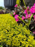 Impatiens hawkeri Blumen sind Blühen im das Garten, hat hell Farbe foto