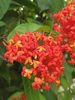 das Blume von Wald Geranie oder Fackel Baum, ixora pavetta foto