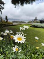 bellis perennis oder Blauwurz, verbreitet herrje, Gans Blume, Kraut Margarete, Rasen Gänseblümchen, Margerite, kann herrje, Mittag Blume, wahr Gänseblümchen, Wundkraut foto