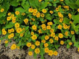 Abonnieren oder melampodium paludosum oder Portulaca Blume Das wachsen und blühen im das Garten foto