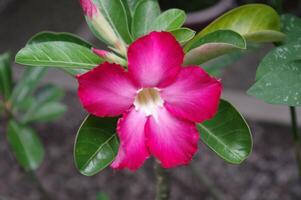 japanisch Adenium auch bekannt Adenium obesum Blume ist Blühen foto