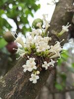 Kegel Obst Blume oder Burahol oder Stelechocarpus Burahol ist ein typisch Obst von Indonesien foto