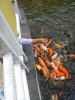 Fütterung Koi Fisch im ein klar Wasser Teich foto