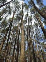 mangunan Kiefer Wald im das bantul Bereich, Indonesien foto