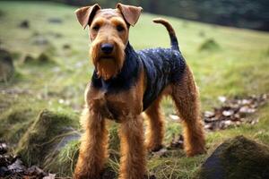 Porträt von Walisisch Terrier auf ein Natur schließen oben abgeschnitten Foto. ai Kunst foto