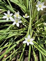 Nahansicht von beschwingt Weiß Sternblumen, mit Grün Blätter und erdig Hintergrund, Hervorheben das frisch blühen von Frühling foto