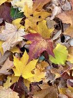 Nahansicht von beschwingt Herbst Blätter, ein mischen von Gelb, Rot, und braun Farbtöne, perfekt zum saisonal Designs foto