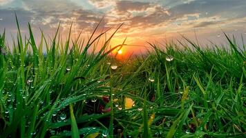 saftig frisch schön Hintergrund Bild mit Tau Tropfen beleuchtet durch Morgen Sonne im Natur. foto