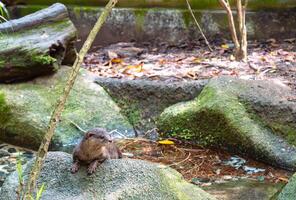 ein Otter durch das Strom foto