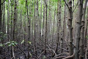 Zierapfel Mangrove im Mangrove Wald im Thailand foto