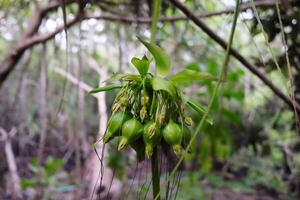 Kork Baum Knospen Obst thailändisch Kraut im Zierapfel Mangrove von Mangrove Wald im Thailand foto