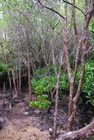 Zierapfel Mangrove im Mangrove Wald im Thailand foto