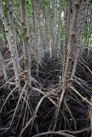 Zierapfel Mangrove im Mangrove Wald im Thailand foto