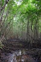 Zierapfel Mangrove im Mangrove Wald im Thailand foto