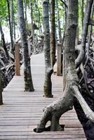 hölzern Brücke Gehweg im Schwanz Pflanzen oder Zierapfel Mangrove von Mangrove Wald im tropisch Regen Wald von Thailand foto