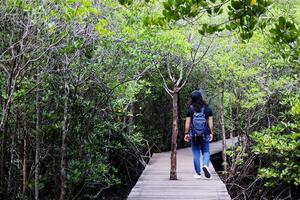asiatisch jung Frau ist Backpacker und Gehen auf hölzern Brücke im Mangrove Wald von Thailand. Feld Ausflug zum Studie Natur und das Umgebung foto
