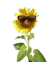 Sonnenblume mit Sonnenbrille auf weißem Hintergrund foto