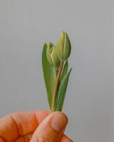 ein Nahansicht von ein Hand halten ein Single Tulpe Knospe mit Grün Blätter gegen ein neutral grau Hintergrund foto