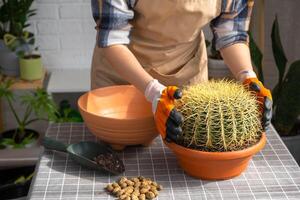 umtopfen bewachsen Zuhause Pflanze groß stachelig Kaktus Echinocactus gruzoni in Neu größer Topf. ein Frau im schützend Handschuhe hält das Kaktus sorgfältig, Angst von bekommen gestochen foto