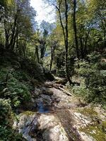 ein still Wald Strombett mit sonnendurchflutet Bäume, Felsen, und gefallen Protokolle erfasst das Wesen von unberührt Natur foto