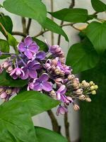 Nahansicht Schuss von beschwingt lila Blumen und Knospen im blühen, präsentieren das Einzelheiten und Farben von Frühling im ein heiter Garten Rahmen foto