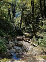 ein still Wald Strombett mit sonnendurchflutet Bäume, Felsen, und gefallen Protokolle erfasst das Wesen von unberührt Natur foto