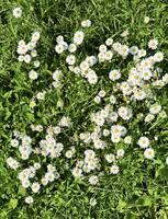 ein beschwingt Anzeige von Weiß Gänseblümchen Einweichen oben das Sonne im ein üppig Grün Feld, präsentieren das natürlich Schönheit von Frühling foto