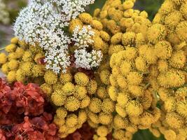 Nahansicht von ein Reich Tapisserie von Wildblumen mit hell Gelb Cluster und zart Weiß blüht, perfekt zum beschwingt Sommer- Visuals foto