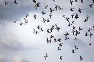Gruppe Homing Taube fliegend gegen wolkig Himmel foto
