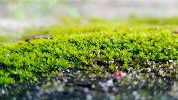 Textur Hintergrund von frisch Grün Gras oder Moos auf felsig Boden foto
