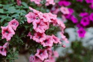 schön Rosa Petunie Blumen auf ein Sommer- Straße. foto