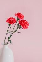 schön Rosa Nelke Blumen auf ein Rosa Pastell- Hintergrund. foto
