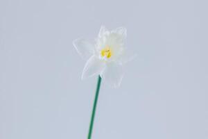 schön Weiß Narzisse oder Narzisse Blume auf ein grau Hintergrund. minimal Konzept. foto