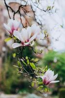 tolle Magnolie Blumen im ein Frühling Garten. Frühling Hintergrund. foto