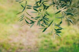 frisch Geäst von Olive Baum im ein Frühling Garten. foto