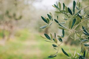 frisch Geäst von Olive Baum im ein Frühling Garten. foto