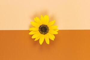 schön dekorativ Gelb Sonnenblume auf Orange braun Hintergrund. eben legen. foto