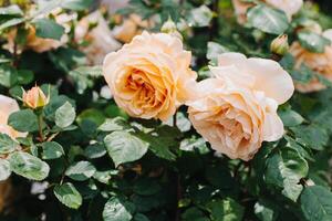 schön Pfirsich Rosa Rose Blumen im ein Frühling Garten nach das Regen. foto