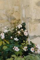 schön Weiß wild Rose in der Nähe von Stein Mauer im ein alt Garten. foto