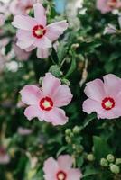 schön Rosa Hibiskus Blumen im ein Sommer- Garten. foto