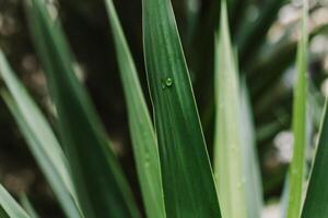 frisch Grün Yucca Blätter mit Regentropfen. foto