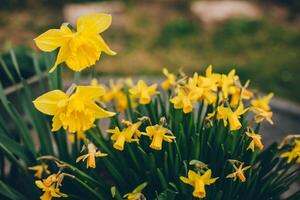 schön Blumen von Gelb Narzisse Narzisse im ein Garten. foto