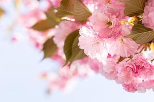 tolle Kirsche Blüten auf das Sakura Baum. foto