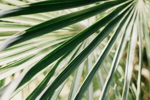 frisch Palme Blatt im ein Sonnenlicht. Konzept Grün Pflanze Hintergrund. Sommer- Hintergrund. foto